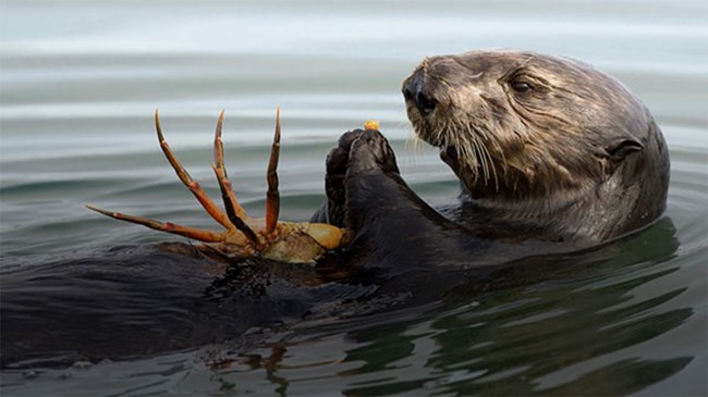 A sea otter eats a crab