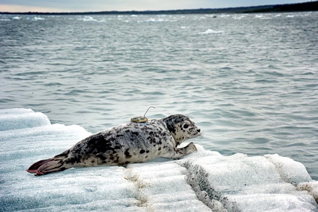 seal 2_NOAA_web A harbor seal with a transmitter attached.