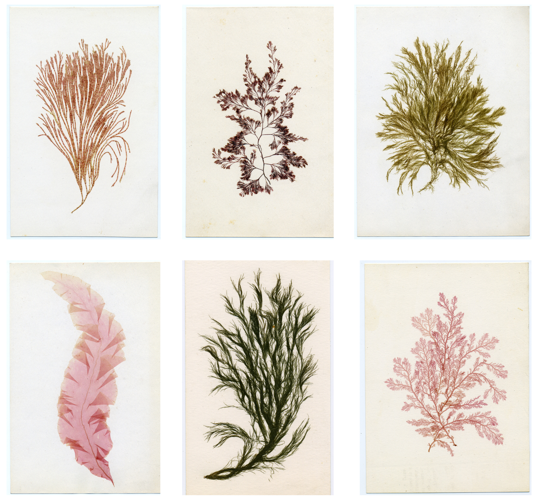 Six samples of pressed seaweed.