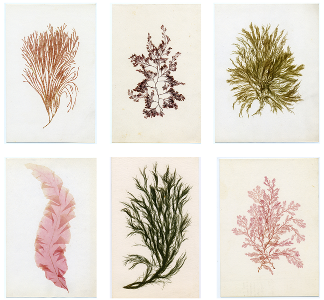 Six samples of pressed seaweed. Six samples of pressed seaweed.