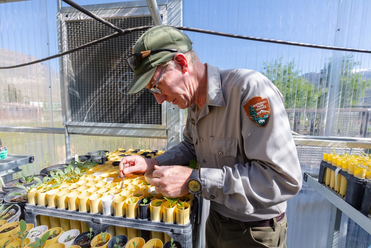 Seed Transplant A uniformed man leans over organized cups with small plants in them in a greenhouse