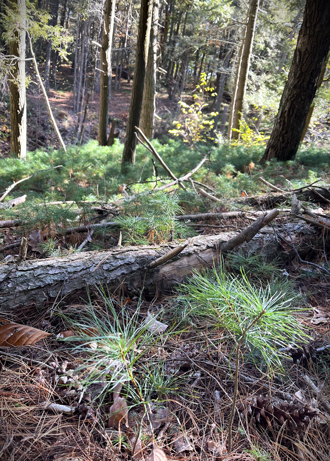 white pine seedlings on a forest floor seedlings on a forest floor