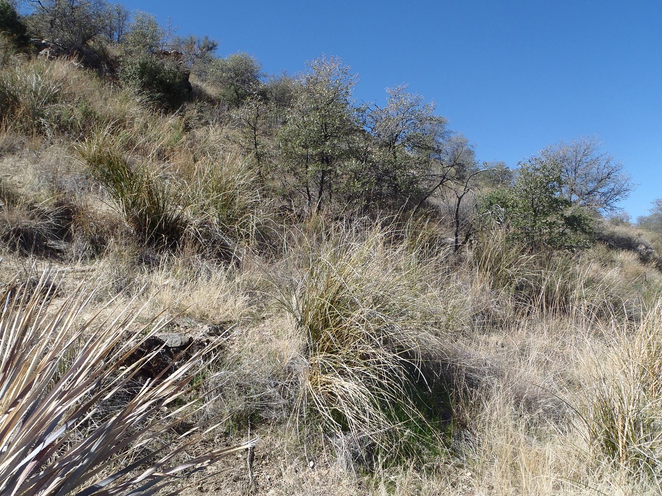 semidesert biome grasses and shrubs on a hillside