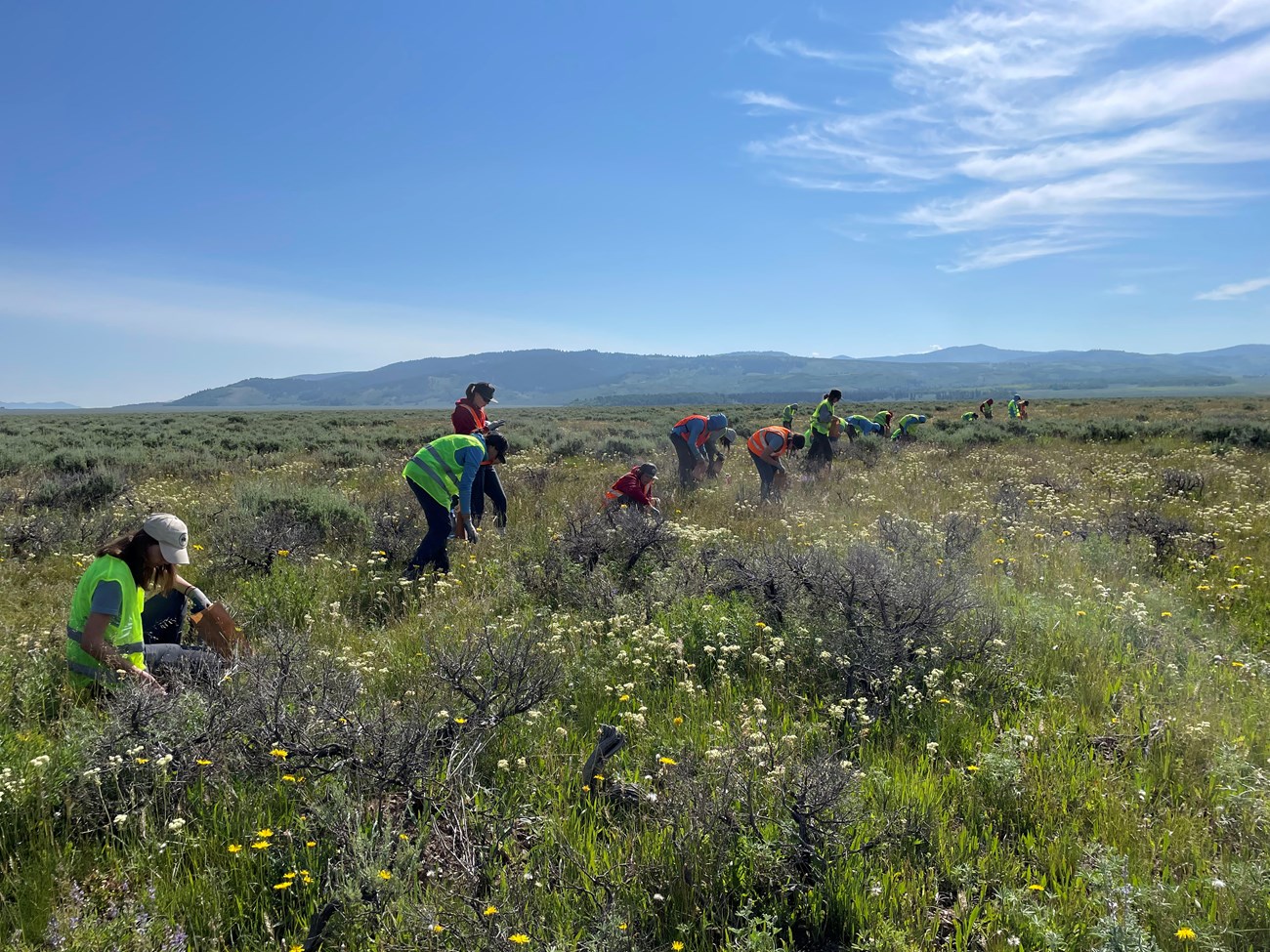 a row of people collecting seeds from shrubs in a field