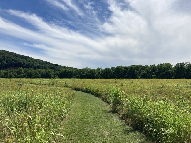 a mown grass path leads into a field of tall grases.