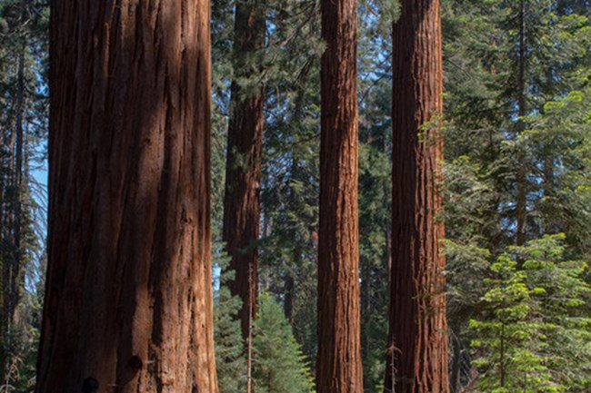 Sequoia and Kings Canyon National Park a close up of four sequoia tree trunks