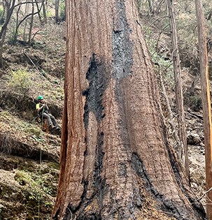 A person in protective equipment rappels a sequoia tree.