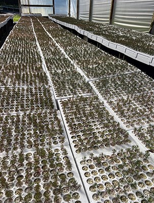 Hundreds of sequoia seedlings in little containers in a nursery setting.