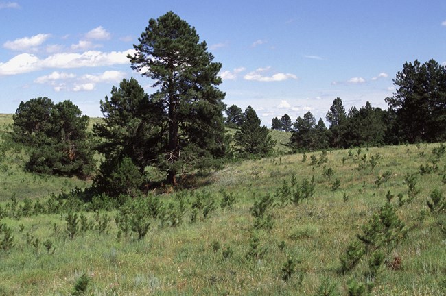 a prairie meadow lined with tall pine trees and interspersed with many pine saplings