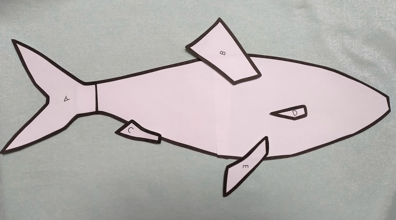 A sewing pattern for a fish laid out on a piece of fabric.