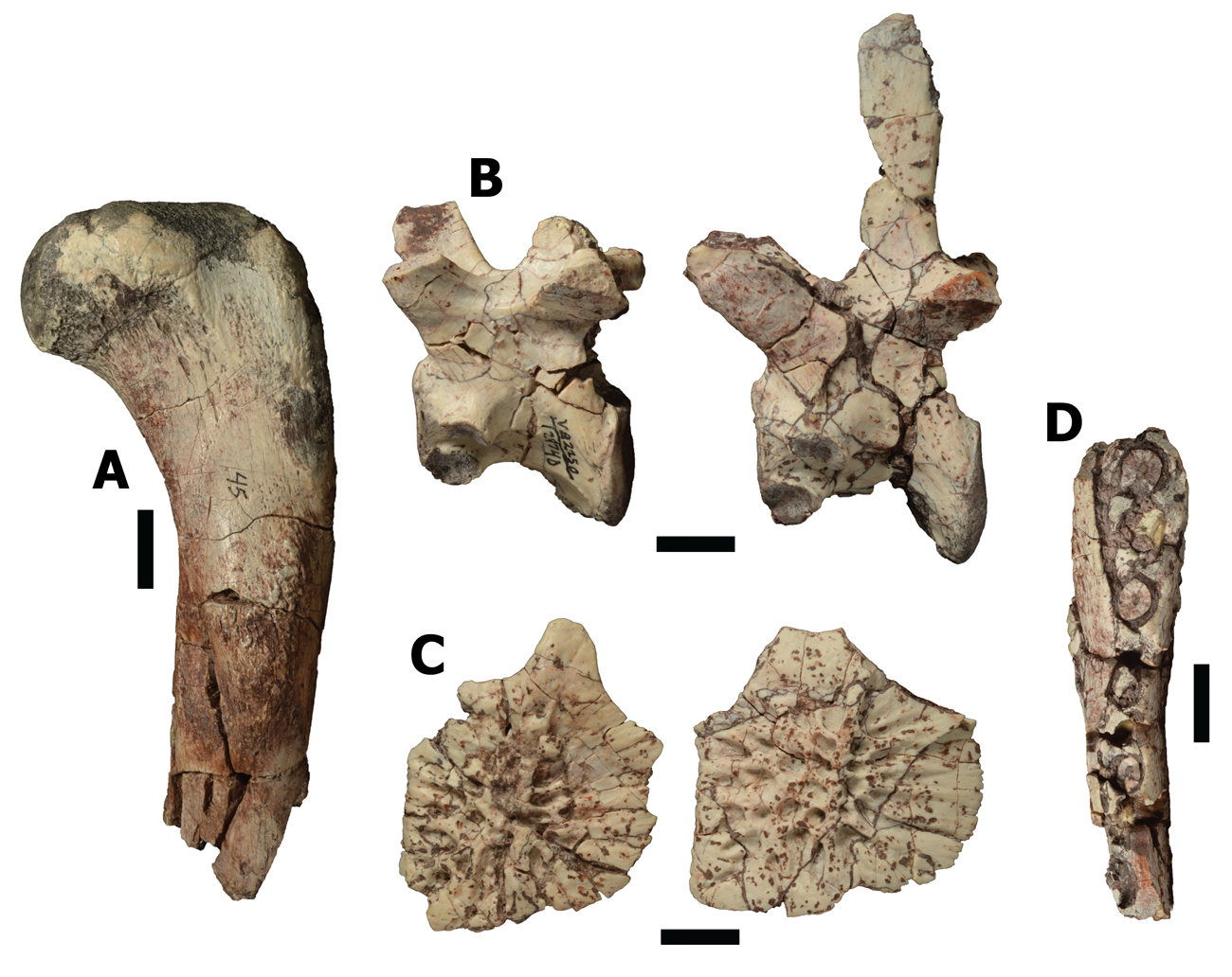 Six bones, including a broken L-shaped bone (A), two vertebrate with complex processes (B), two pitted and ridged polygonal bones (C), and the tip of a jaw bone viewed down into the teeth (D).