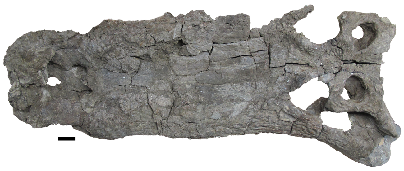 A top view of a long, almost rectangular crocodilian skull.
