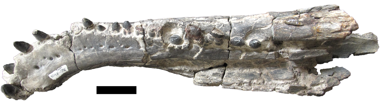 A top view of a partial lower jaw tip showing the curvature of the tooth row.
