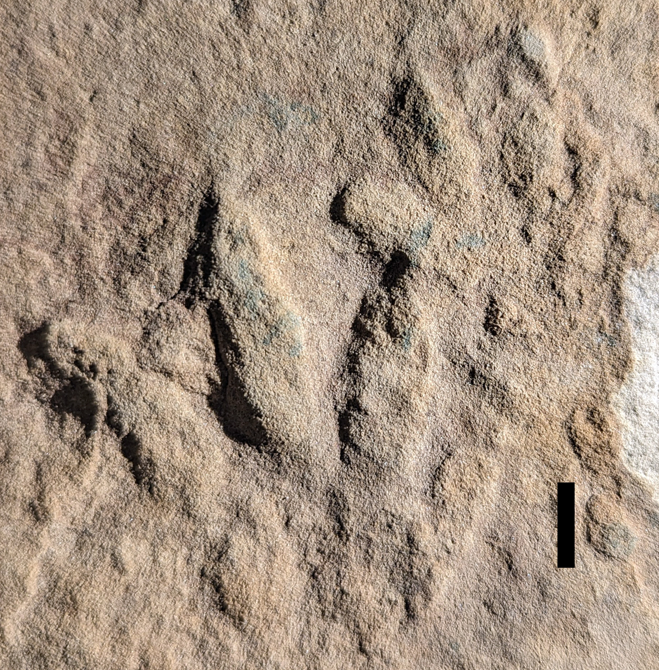 Sandstone with prints of a crocodilian hand and foot in positive relief. The handprint is smaller than the footprint, and both show four well-defined toes.