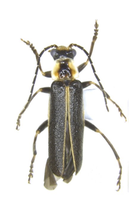 Looking down on a long black beetle with six legs and two swept back antennae