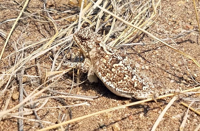 A tan and white lizard camouflaged on sand and grass