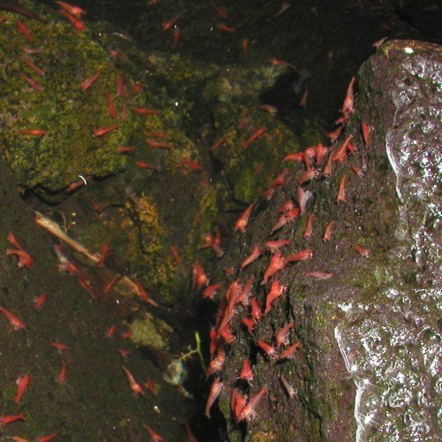 Native Hawaiian Shrimp