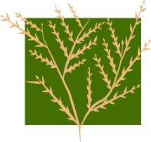 highlights! Graphic representation of a shrub - meant to be eye catching.