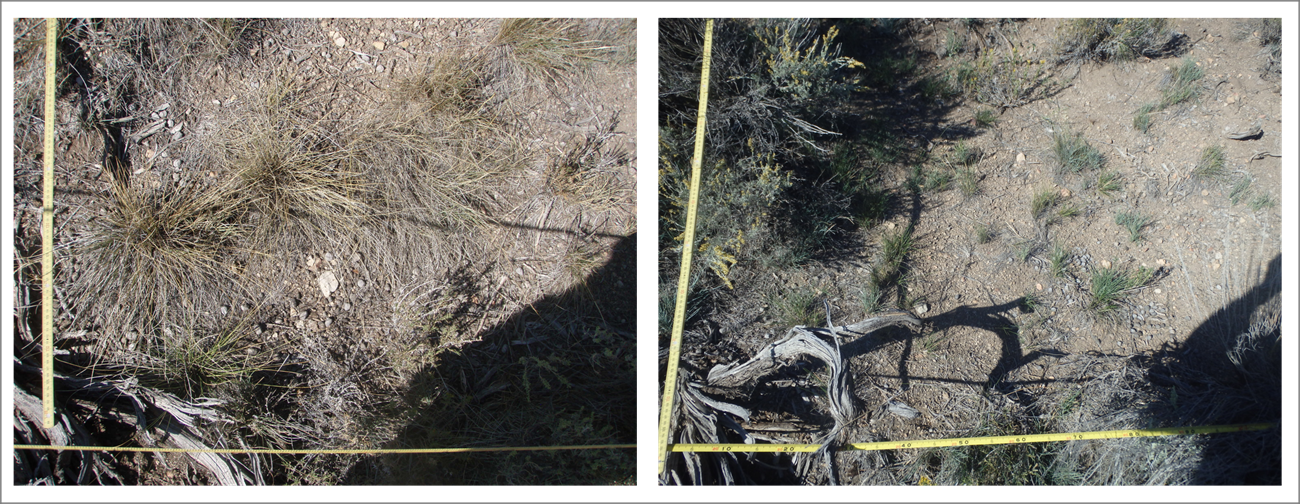 2012 and 2022 photo comparison of grazed sagebrush shrublands at CURE NRA Side-by-side comparison of images from 2012 and 2022 showing a decline in native perennial grasses, increased bare ground, and increased cover of non-natives over time in some grazed sagebrush plots.