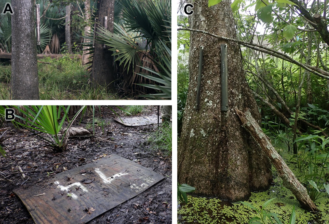 Artificial refuges for amphibian monitoring at Barataria Preserve PVC pipes hung from trees and plywood coverboards on the ground