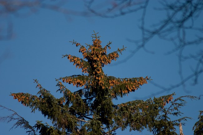The top of a spruce tree juts into blue sky with hundreds of palm sized pinecones hanging from the end of its stick figure like branches.