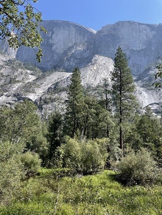 Cliff face and trees in Yosemite National Park