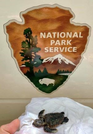 A Loggerhead hatchling on a cloth in front of an NPS sign.