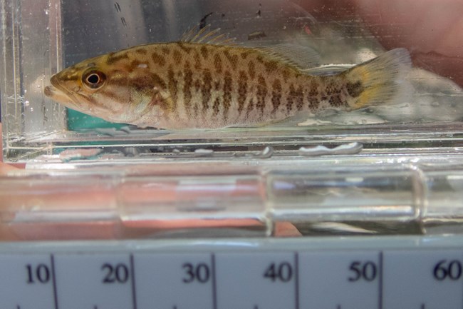 A tan fish with brown vertical stripes along its side in a small aquarium being measured with a ruler