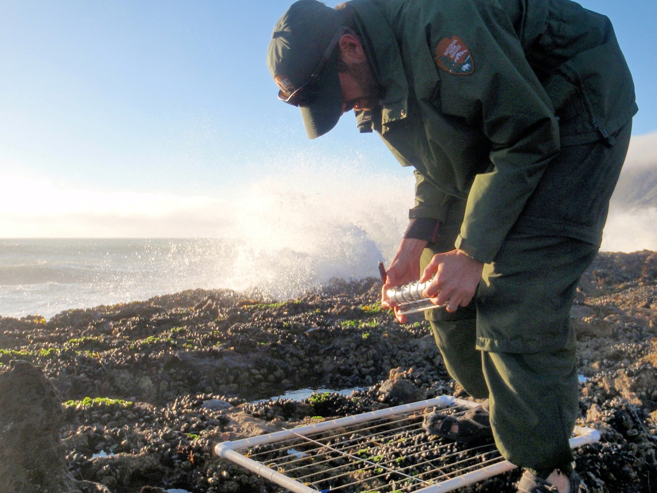 Steve using a counting device to tally mussels in a rocky intertidal plot as waves crash in the background.