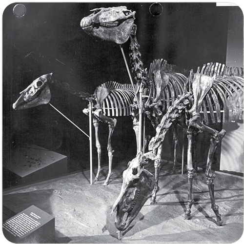 Black and white photo of three complete horse skeletons on display.