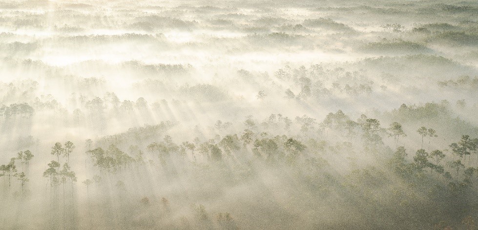 The sun pushes through the smoke over the pines.