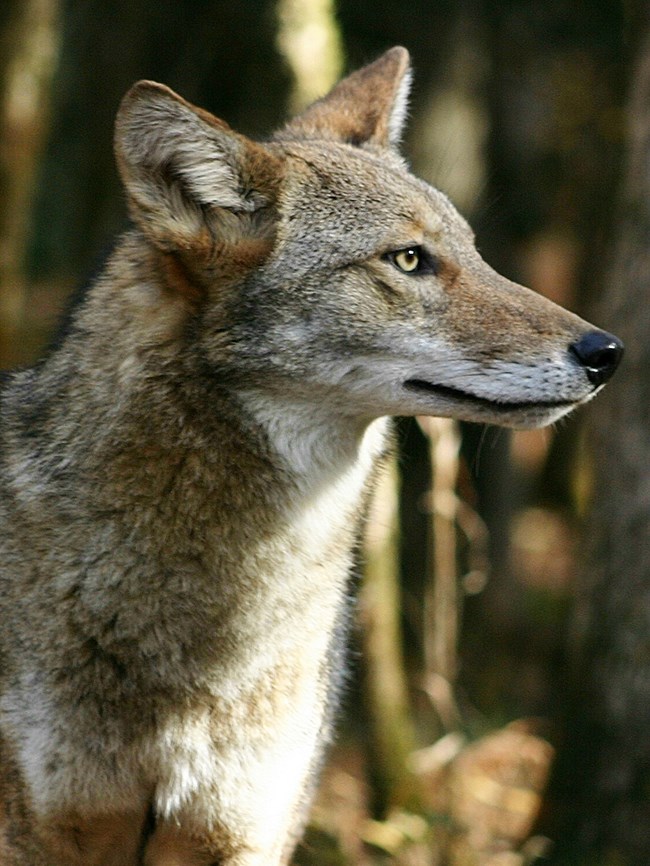 A close up of a coyote.