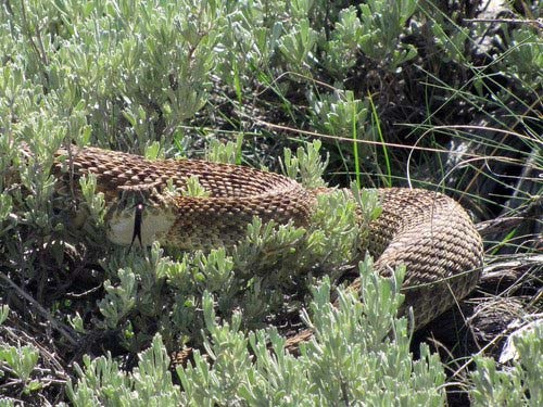 snake An earthen-colored prairie rattlesnake curled up in some pale green sage.