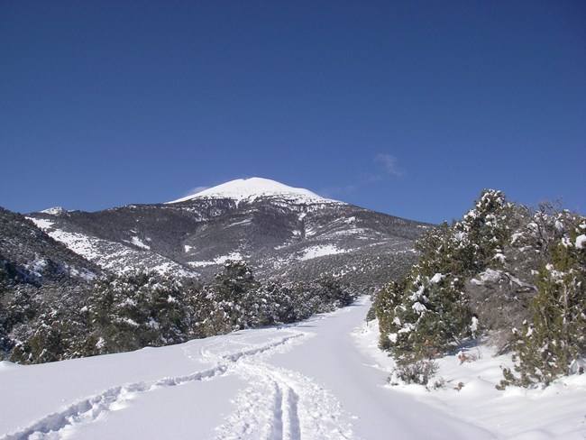 Snow covered mountain in the background with a snow-covered road lined by conifer trees in the foreground.