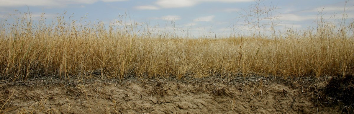 the profile of a sod table shows soil grading into roots, from which yellow prairie grasses spring into the blue sky.