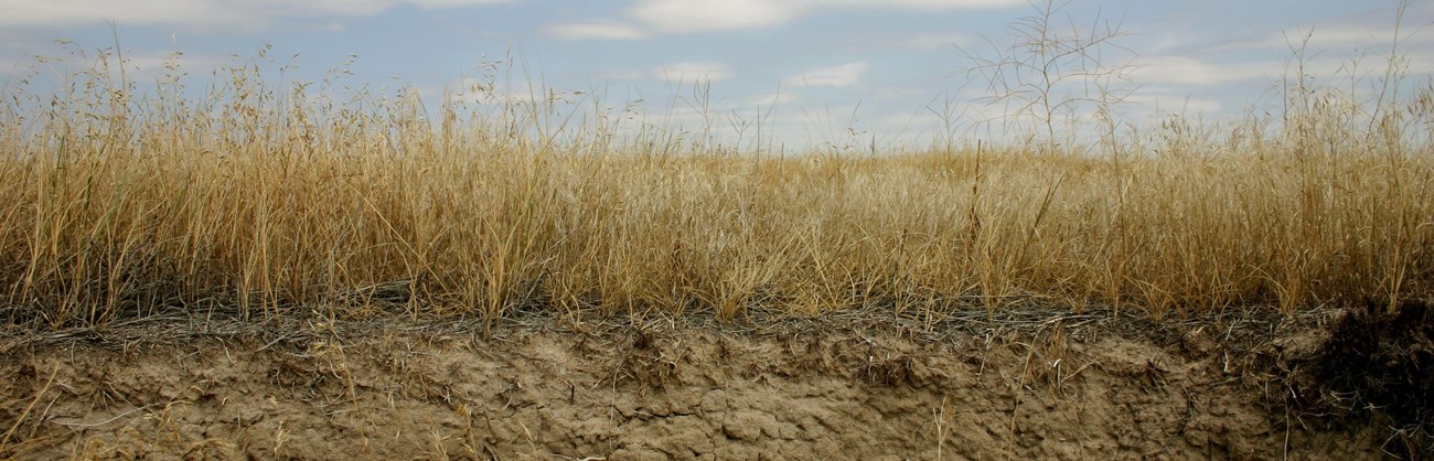 the profile of a sod table shows soil grading into roots, from which yellow prairie grasses spring into the blue sky.