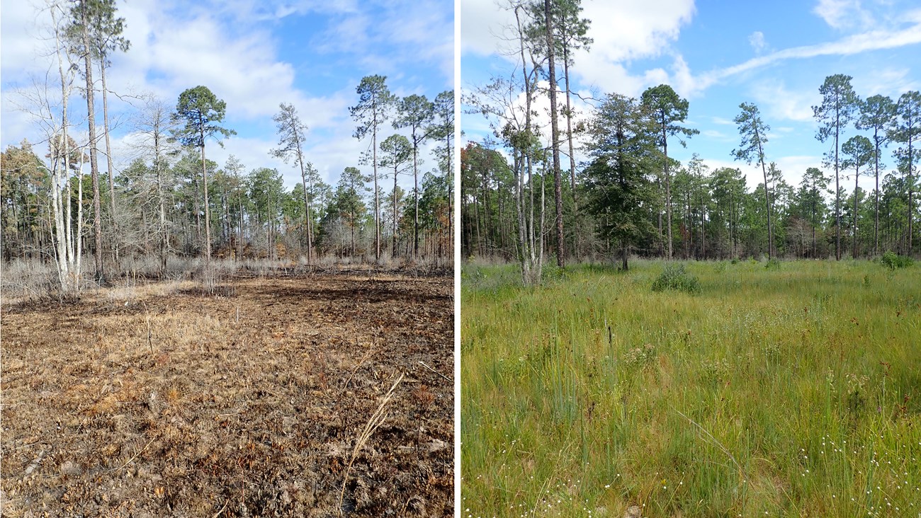 Wet flatwood pine savanna, immediately after and 7 months post-burn, in Solo Tract wet pine savanna immediately after prescribed fire (left) and seven months later (right)