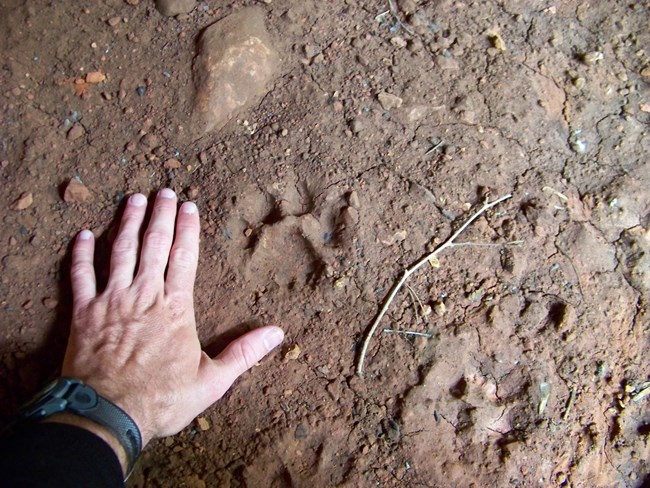 a large feline paw print almost as big as the hand next to it