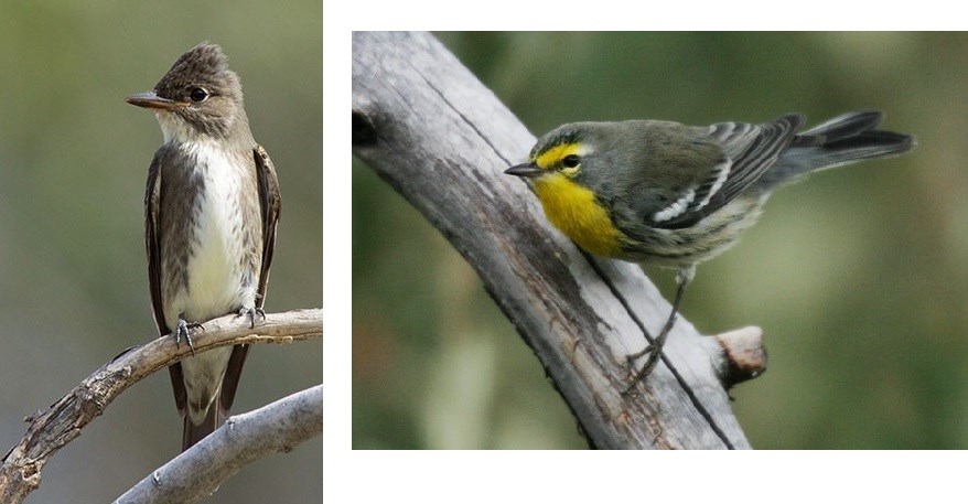 Two small birds perched on sticks