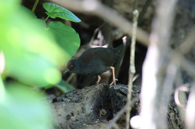 Dark bird with a red eye moving among dark, dense vegetation.