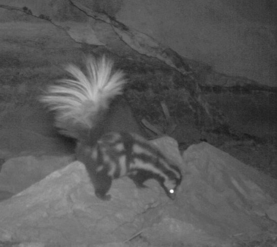 A spotted skunk on a rock in a cave entrance.