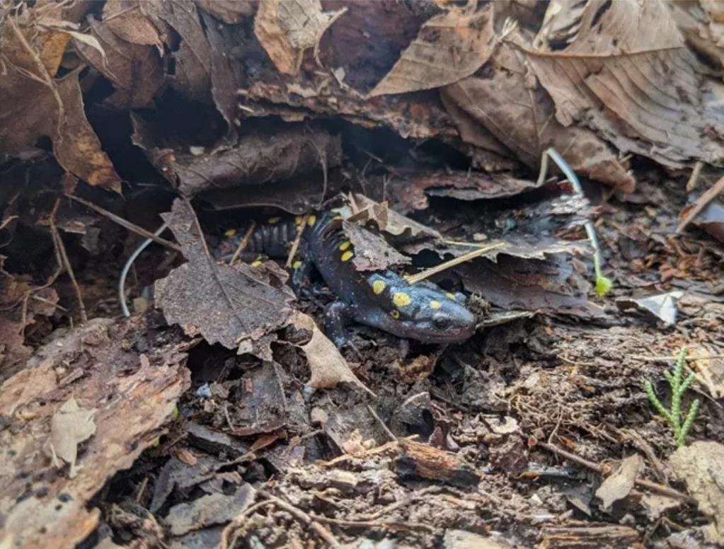 A spotted salamander emerges from under a pile of leaf litter.