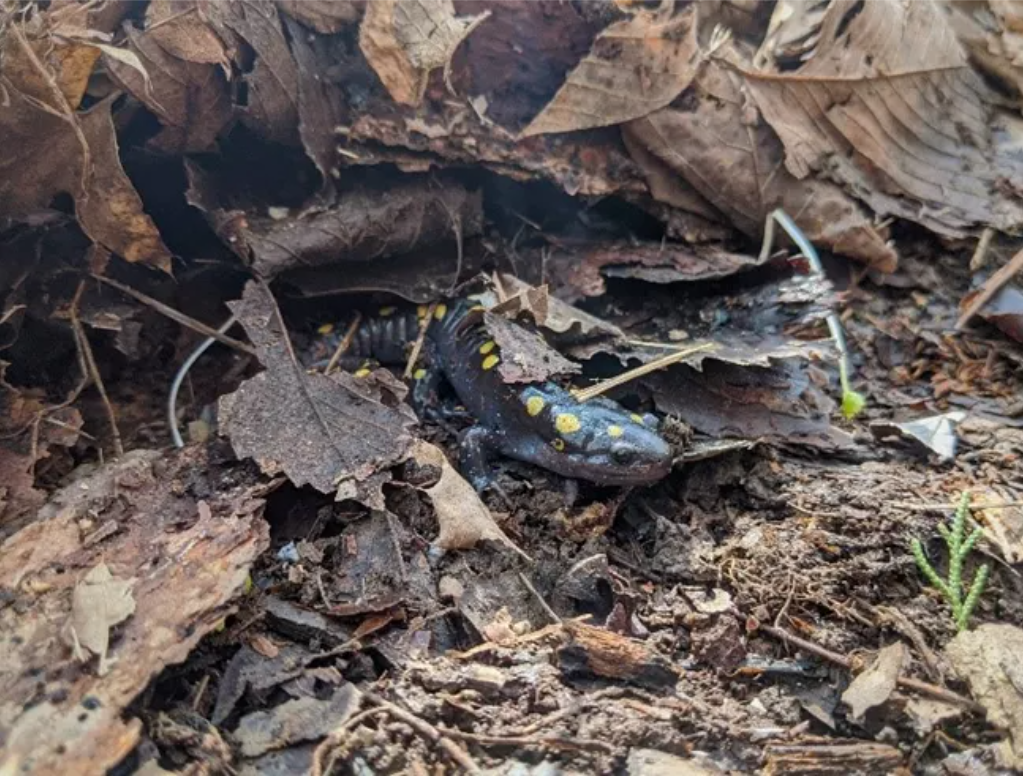 Northern red salamander (Pseudotriton ruber)