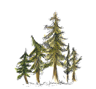 spruce community An illustration of five spruce trees of varying heights.