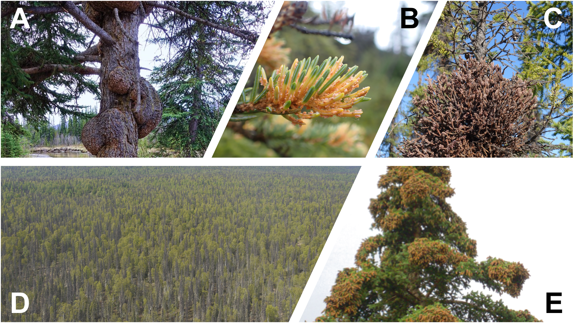 montage of five images, showing yellowish spruce needles, dead spruce trees, and odd growths among trees