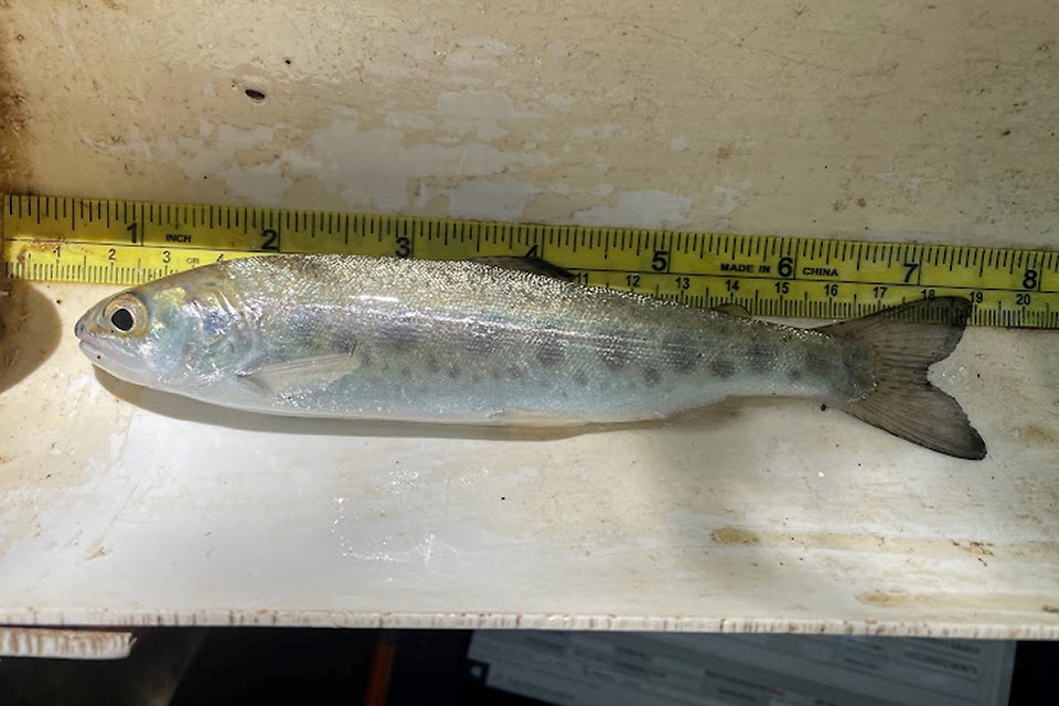 steelhead-smolt-2022 Silvery fish in a measuring tray with noticeable dark spots along its side.