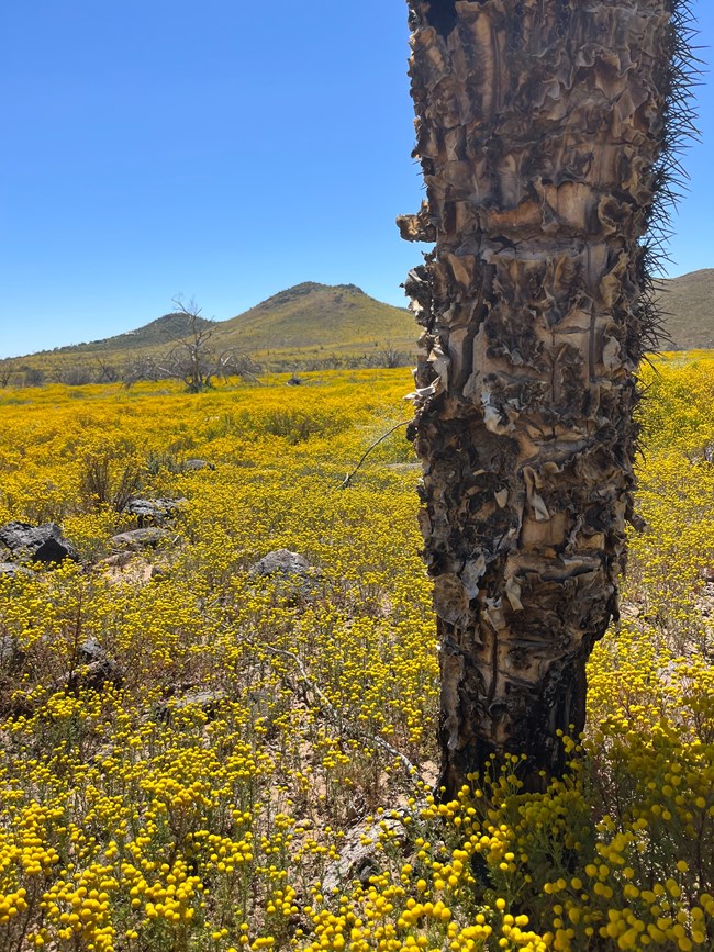Stinknet landscape Yellow flowers cover a landscape with hills in the background and dead cactus stem in foreground.