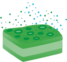 Graphic of stomata, the respiratory system of plants.