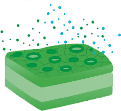 Graphic of stomata, the respiratory system of plants.