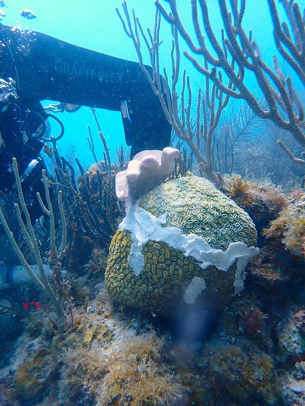 a scuba diver applies a white antibiotic paste to a coral